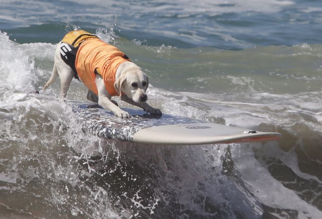 Σκύλοι σερφάρουν στα κύματα
