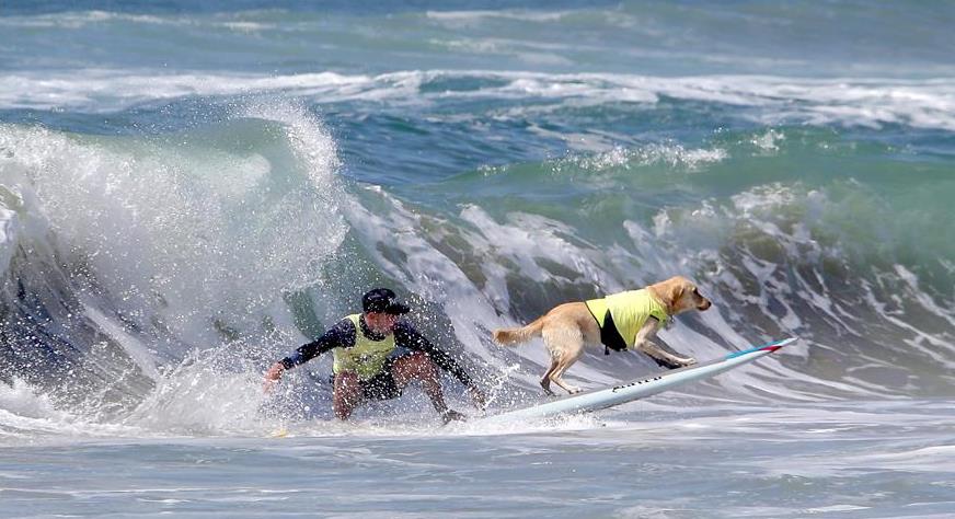 Διαγωνισμός surfing για σκύλους στην Καλιφόρνια
