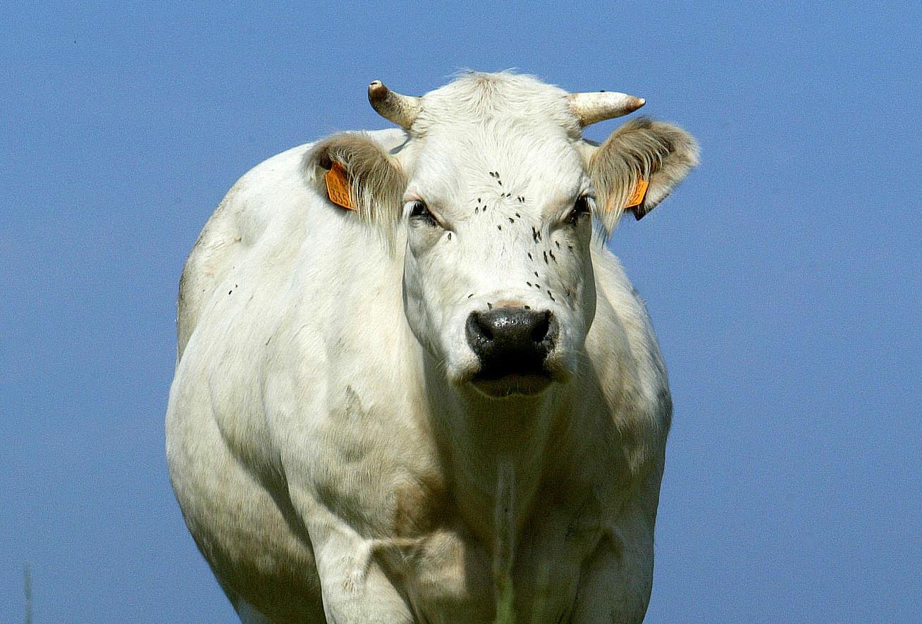 Σε δικαστικό θρίλερ εξελίσσεται υπόθεση αγελάδας η οποία σκότωσε γυναίκα
