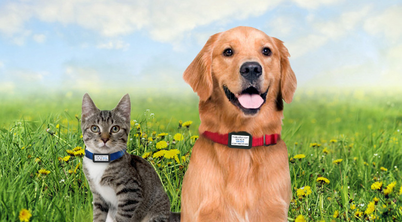 «Κατοικίδια Εν Δράσει»: Φεστιβάλ-γιορτή για τα ζώα συντροφιάς