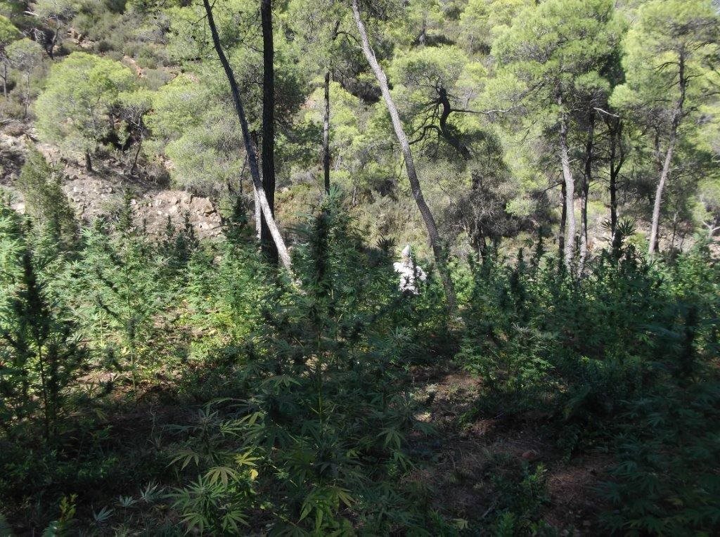 Κύκλωμα καλλιεργούσε και διακινούσε μεγάλες ποσότητες χασίς