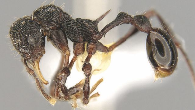 Νέο είδος μυρμηγκιού ανακαλύφθηκε στον εμετό βατράχου