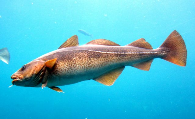 H EE επιμένει να αγνοεί τις επιστημονικές συστάσεις για την αλιεία