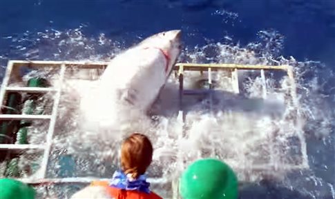 Ο μεγάλος λευκός καρχαρίας εισβάλει στο προστατευτικό κλουβί με τον δύτη