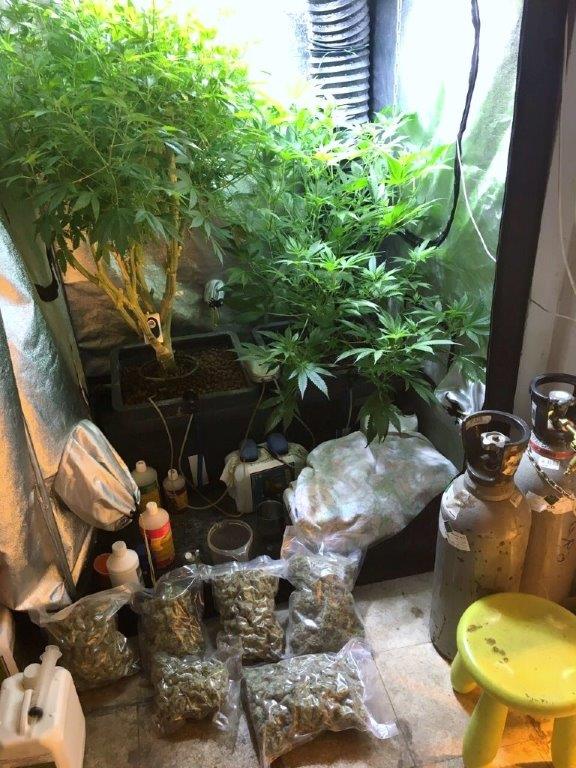 Στο φως δύο φυτώρια υδροπονικής καλλιέργειας δενδρυλλίων χασίς