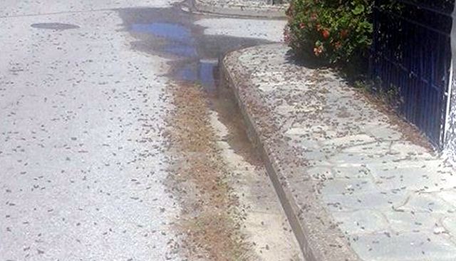 Εντομολόγοι θα τα βάλουν με τα σμήνη ακρίδων του Άη Στράτη