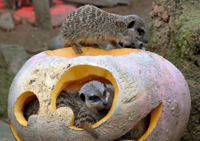 Σε ρυθμούς Halloween ζωολογικός κήπος στο Ανόβερο