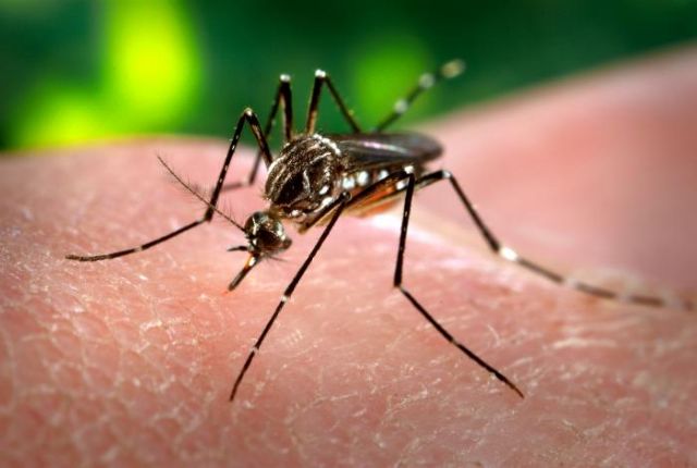 Κουνούπια μολυσμένα με βακτήριο θα απελευθερωθούν στη Ν.Αμερική