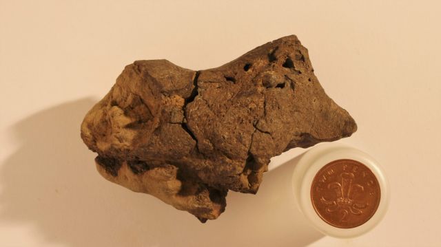 Απολιθωμένος εγκέφαλος δεινοσαύρου εντοπίστηκε για πρώτη φορά