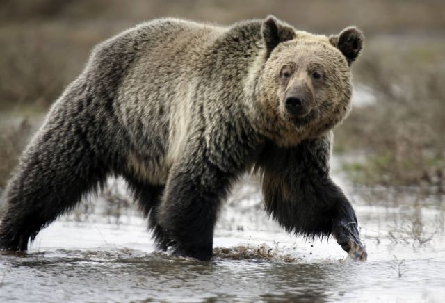 ΗΠΑ: Μικρή οικογενειακή συγκέντρωση 13 αρκούδων