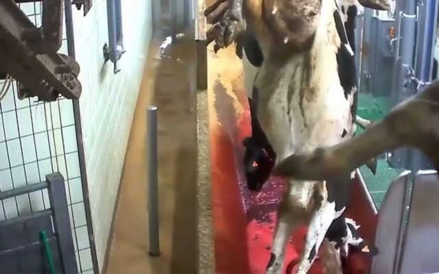 Βίντεο-σοκ από σφαγείο της Γαλλίας: Αγελάδες σφαγιάζονται με τα έμβρυά τους