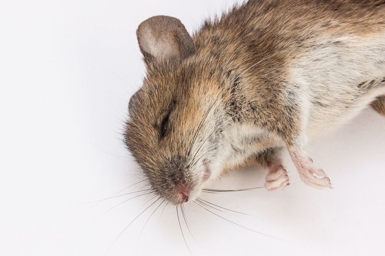 Ποντίκια που δεν ονειρεύονται ίσως αποκαλύψουν μυστικά του ύπνου