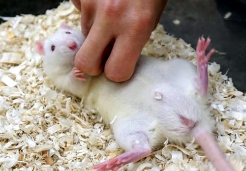 Γαργαλώντας αρουραίους στο όνομα της επιστήμης