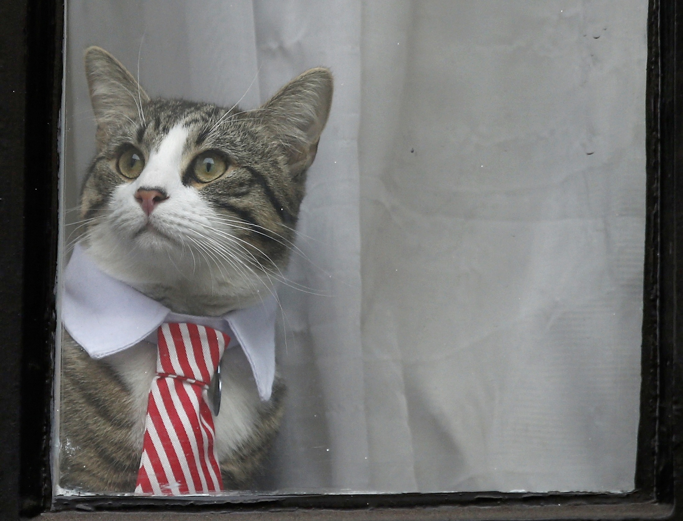 Γραβάτα φόρεσε η γάτα του Ασάνζ για να υποδεχθεί τους ανακριτές