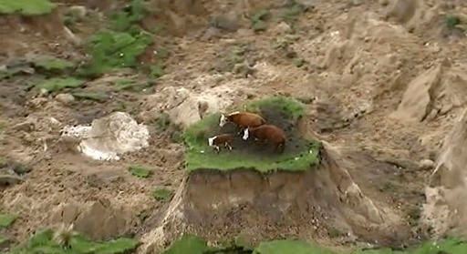 Νέα Ζηλανδία: Αγελάδες εγκλωβίστηκαν σε νησίδα που δημιούργησε ο σεισμός