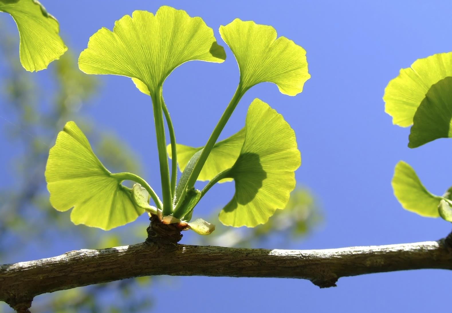Δημοσιεύτηκε το DNA του «ζωντανού απολιθώματος» τζίνγκο μπιλόμπα