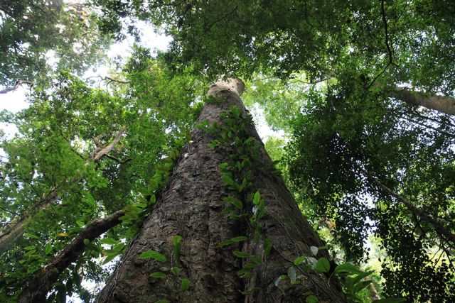Στους πρόποδες του Κιλιμάντζαρο, το ψηλότερο δέντρο της Αφρικής
