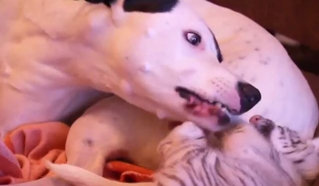 Σκύλος σε ρόλο… θετού πατέρα για δύο τιγράκια