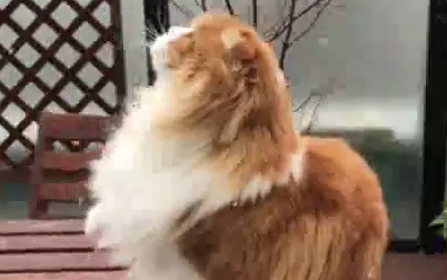 Νιφάδες χιονιού πέφτουν πάνω σε μια έκπληκτη γάτα