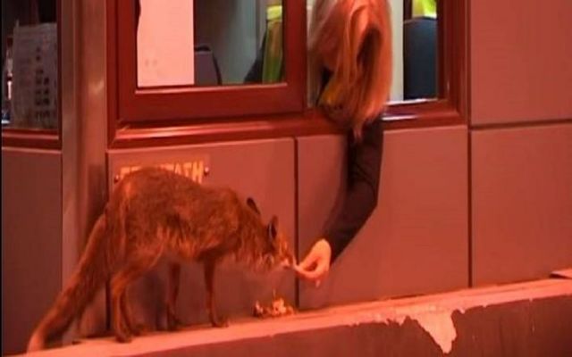 Υπάλληλος στα διόδια ταΐζει στο στόμα μια μικρή αλεπού