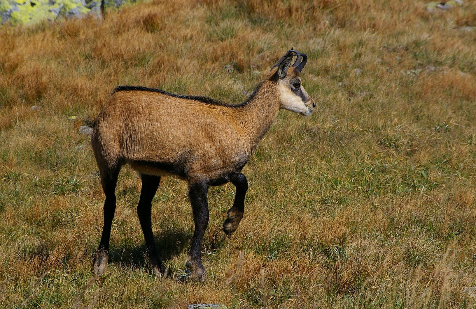 Στο έλεος λαθροθηρών το αγριόγιδο στα σύνορα με Αλβανία