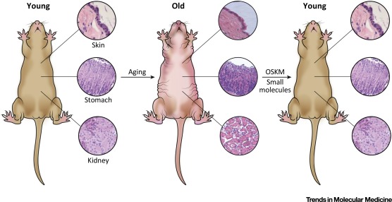 Αναστροφή της γήρανσης πέτυχαν αμερικανοί επιστήμονες