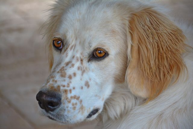 Σύλληψη οδηγού που χτύπησε και εγκατέλειψε σκύλο