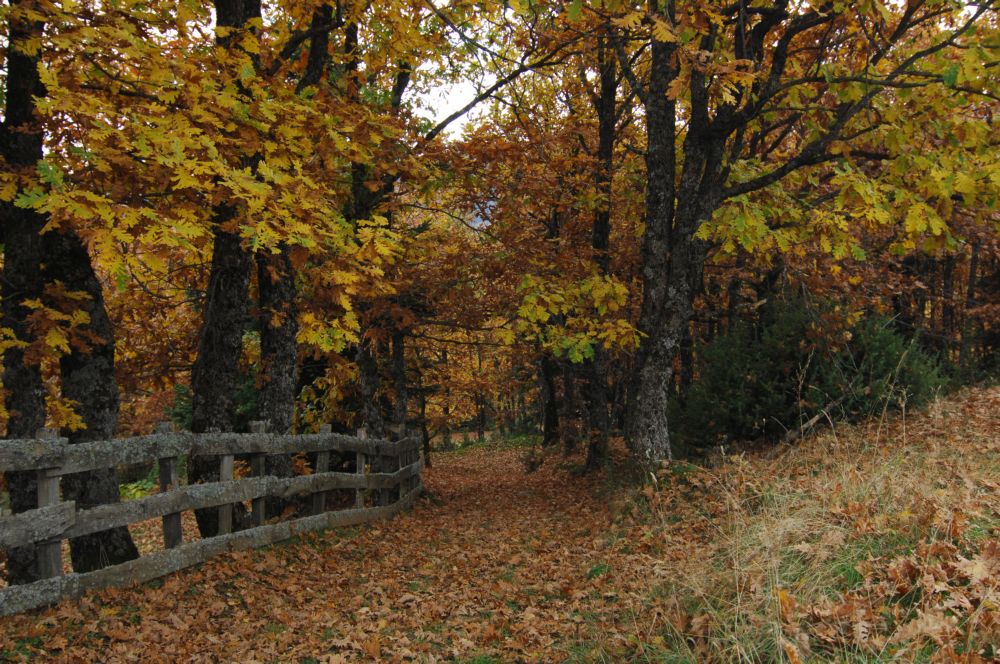 Ξεπαγώνει το έργο των Δασικών Χαρτών
