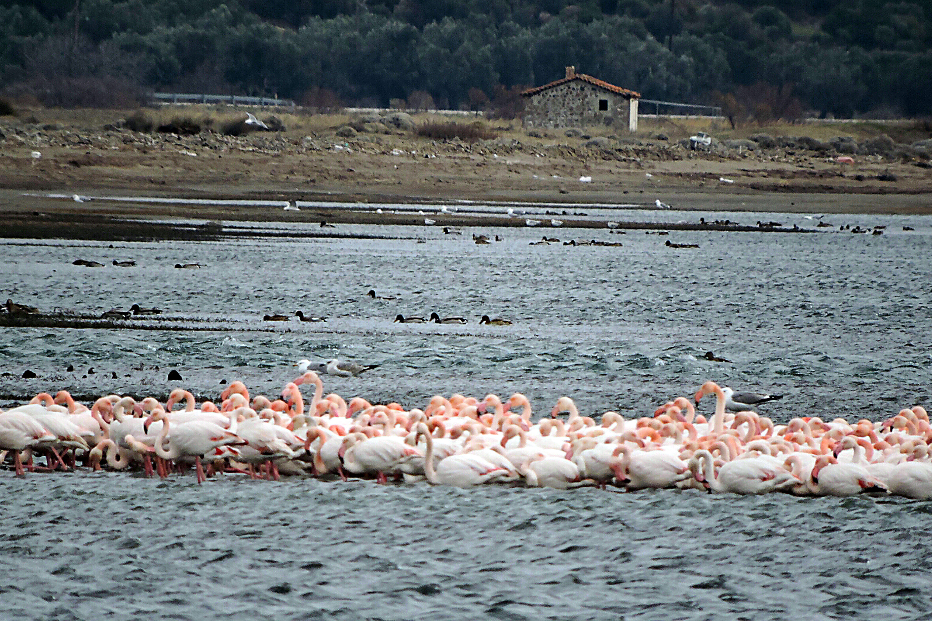 Τα φλαμίνγκο ενώθηκαν για να ζεστάνουν το ένα το άλλο