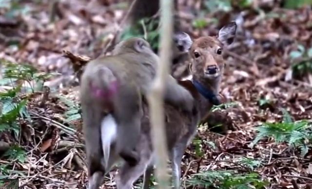 Μακάκος πιάστηκε στα πράσα με ελάφι