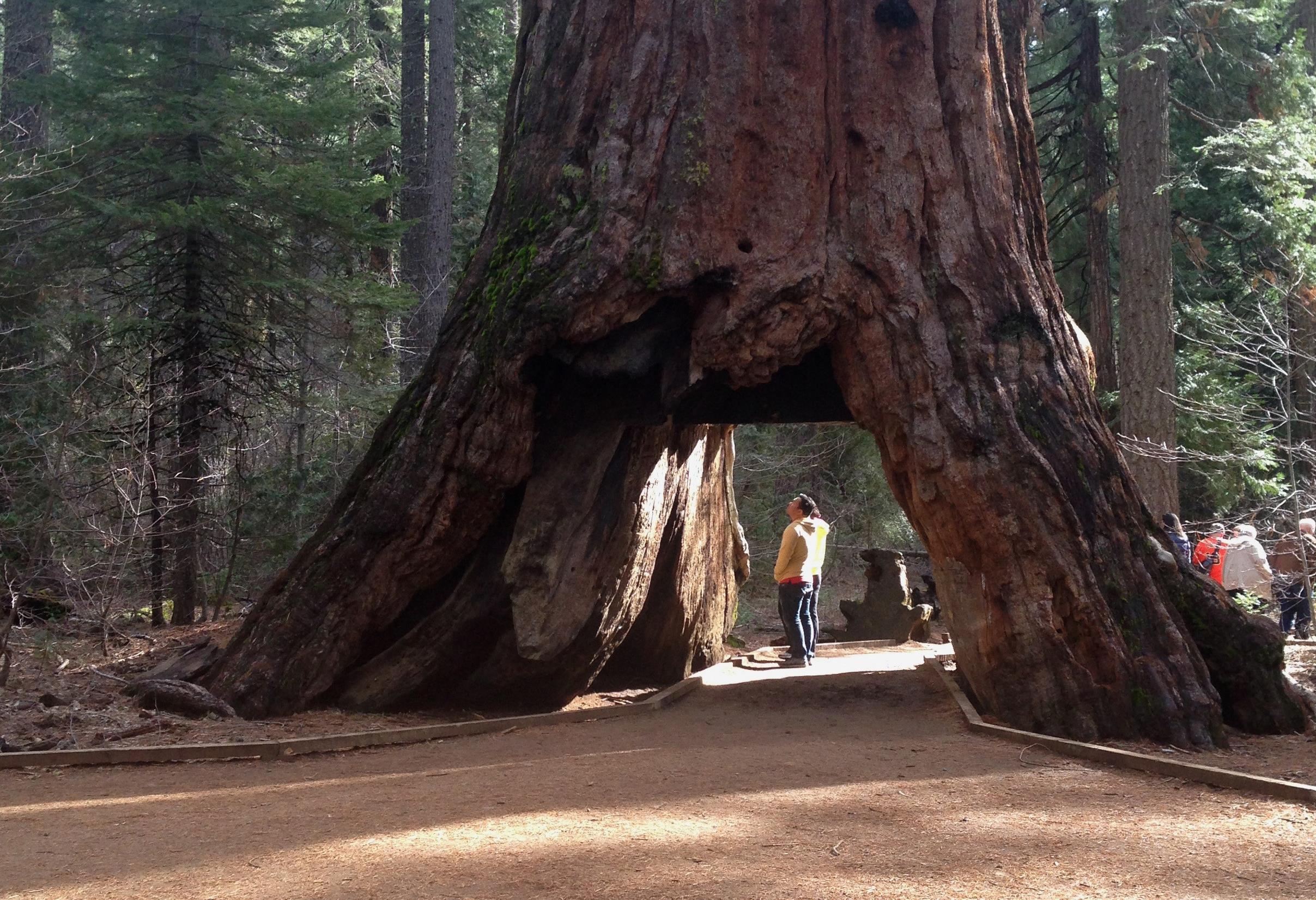 Κατέρρευσε στην Καλιφόρνια ένα από τα διασημότερα δέντρα του κόσμου
