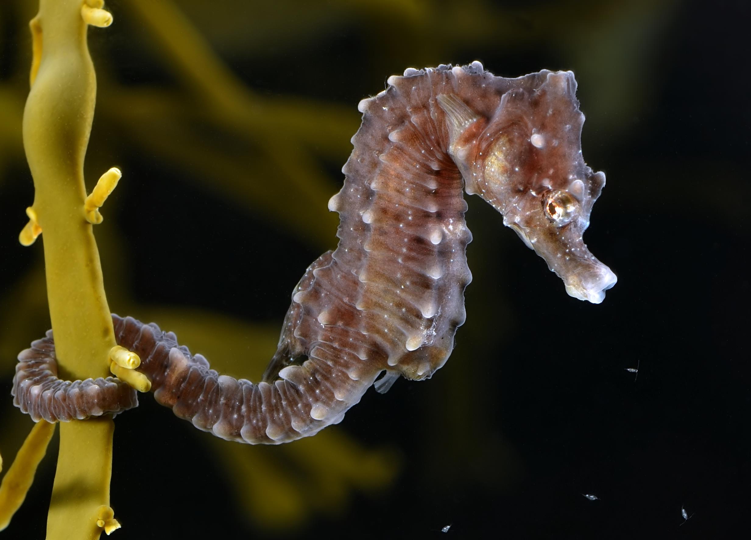 Σε κίνδυνο οι ιππόκαμποι της Μεσογείου