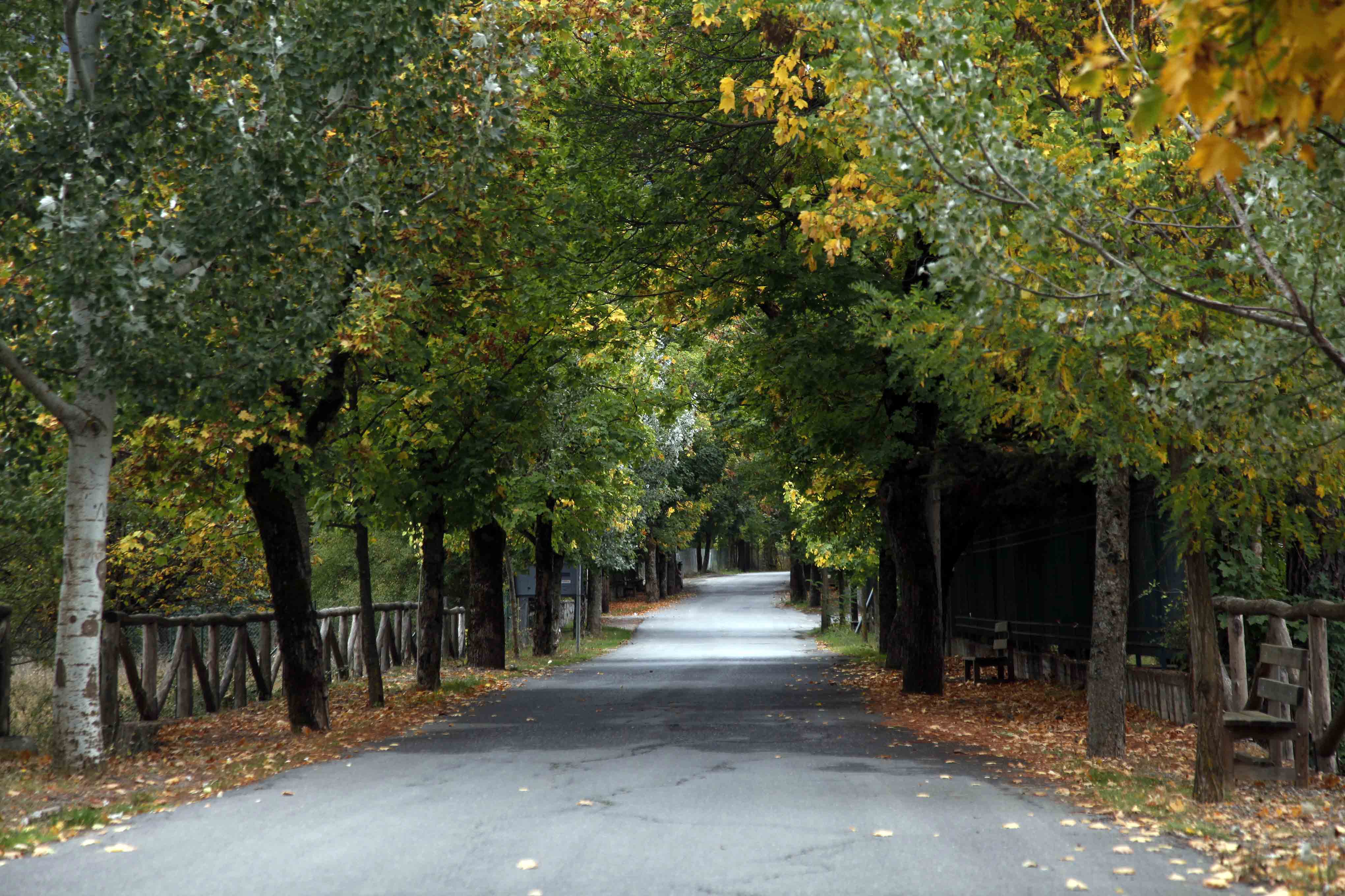 Άρχισε η ανάρτηση των δασικών χαρτών