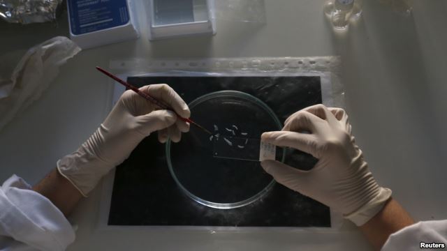 Εργαστηριακά κύτταρα θυρεοειδούς αδένα δίνουν ελπίδα νέων θεραπειών
