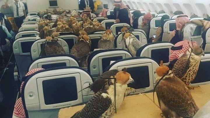 Σαουδάραβας πλήρωσε 80 αεροπορικά εισιτήρια για τα… γεράκια του