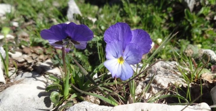 Σειρά ομιλιών για τα φυτά στο Μουσείο Γουλανδρή Φυσικής Ιστορίας