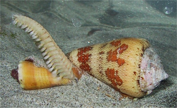 Δηλητήριο θαλάσσιου σαλιγκαριού προσφέρει ισχυρή αναλγητική δράση