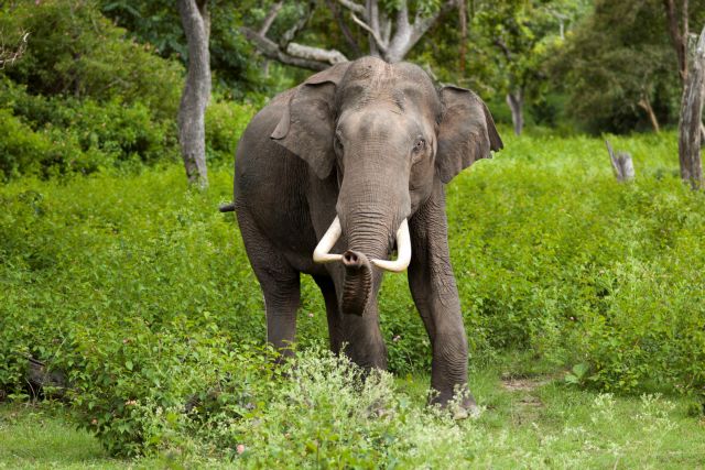 Κανένα μέρος να κρυφτούν οι δασόβιοι ελέφαντες της Αφρικής
