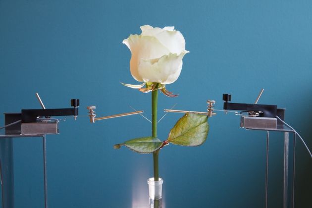 Ηλεκτροφόρο τριαντάφυλλο λειτουργεί ως μπαταρία