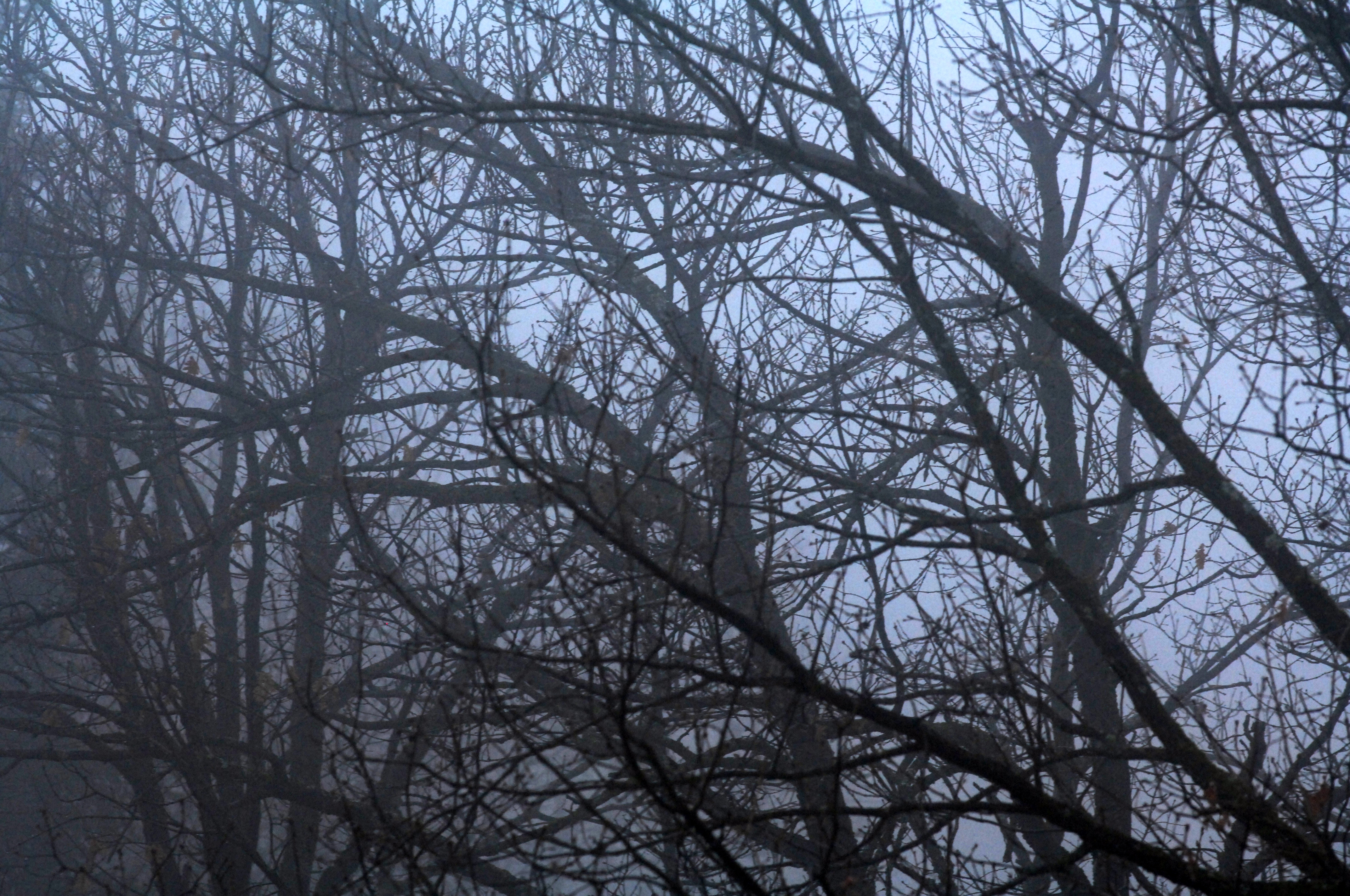 Παράταση για τις αντιρρήσεις επί των δασικών χαρτών