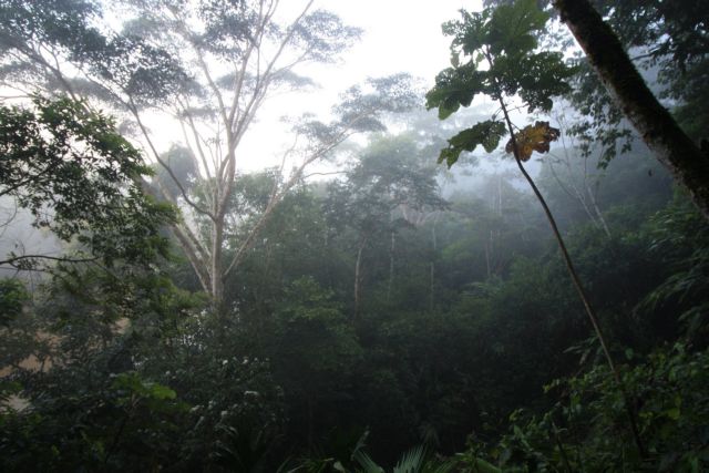 Αρχαία εξημερωμένα φυτά κυριαρχούν στον «παρθένο» Αμαζόνιο