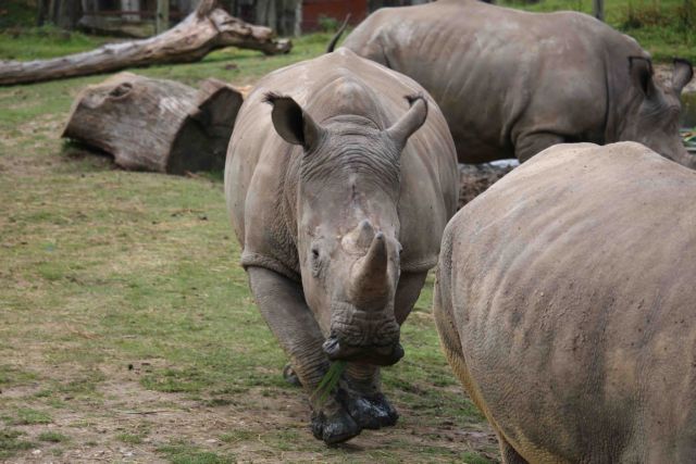 Λαθροθήρες σκότωσαν ρινόκερο μέσα σε ζωολογικό κήπο του Παρισιού