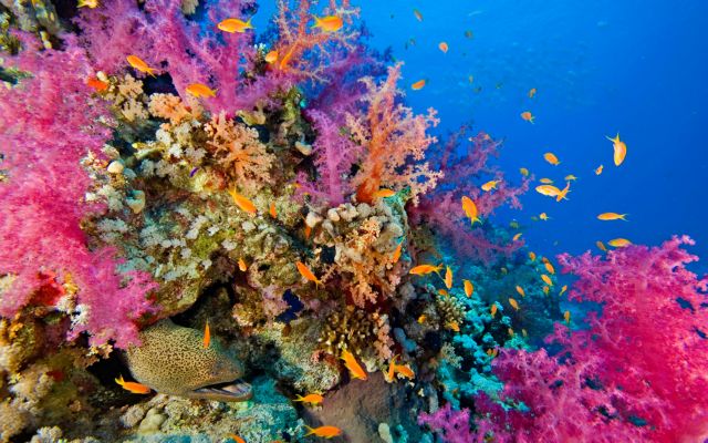 Κρουαζιερόπλοιο στούκαρε σε υποβρύχιο παράδεισο της Ινδονησίας