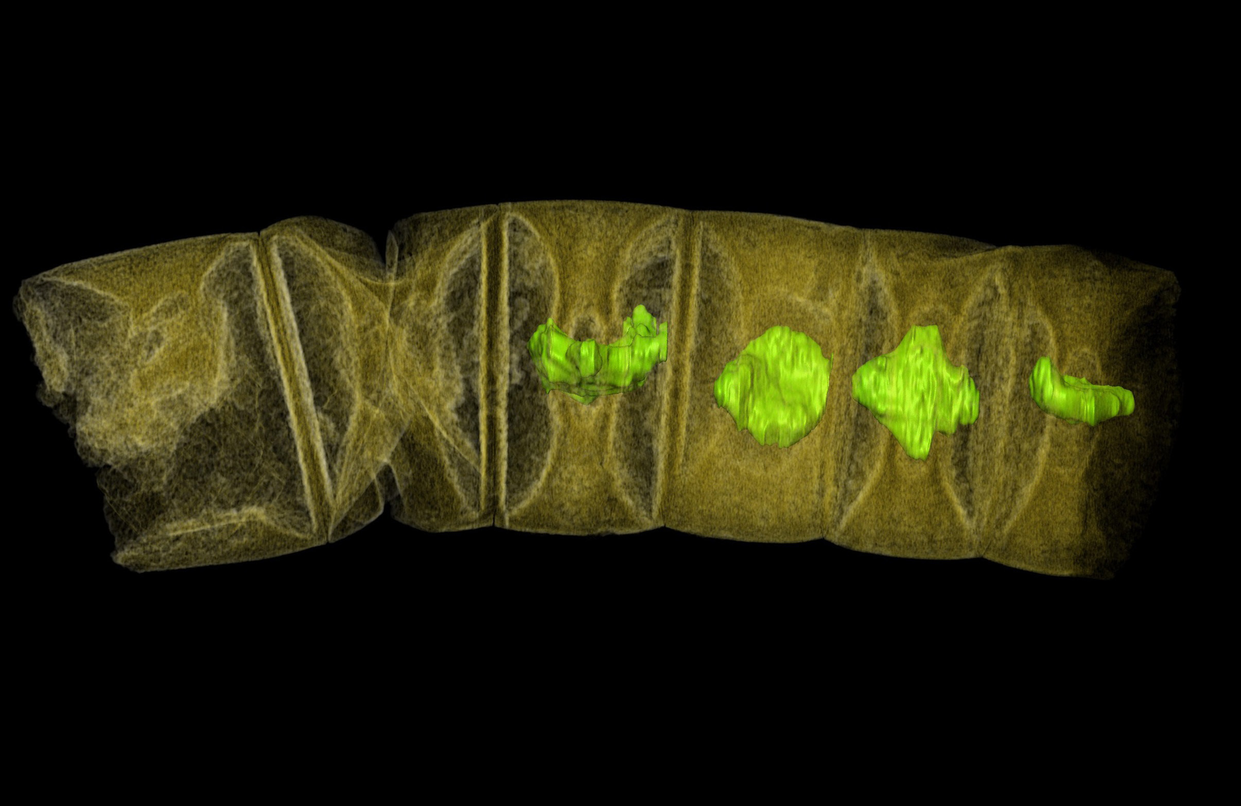 Φύκη ηλικίας 1,6 δισ. ετών τα αρχαιότερα απολιθώματα φυτικής μορφής