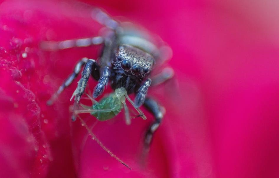 Οι αράχνες τρώνε περισσότερο κρέας από ό,τι η ανθρωπότητα