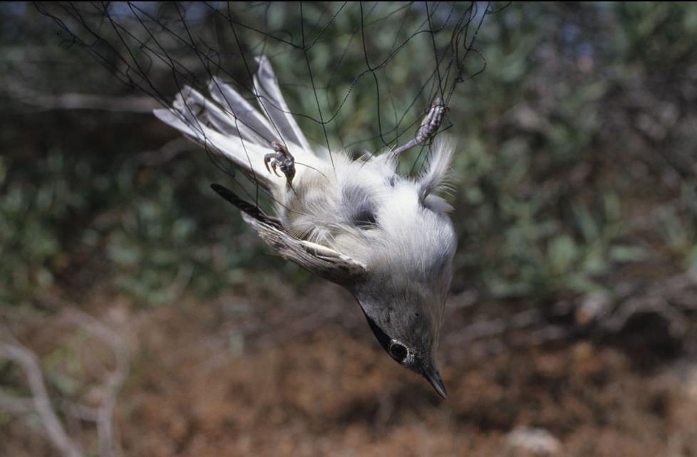 Δεν έχει τέλος η σφαγή των πουλιών στην Κύπρο