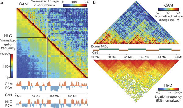 Τρισδιάστατη χαρτογράφηση του γονιδιώματος βελτιώνει τη γνώση για τις ασθένειες