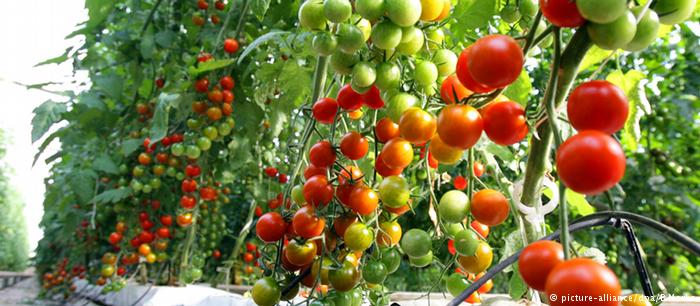 Ασιάτες «σκλάβοι» για την πορτογαλική ανάπτυξη