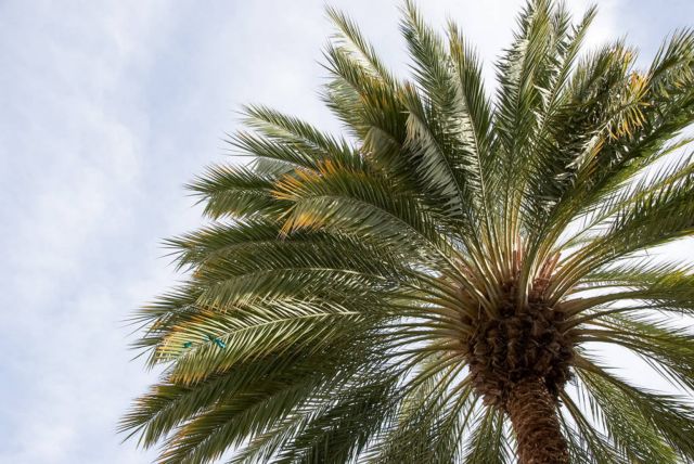 Φοίνικες και λεύκες εξοστρακίζονται από τη Θεσσαλονίκη