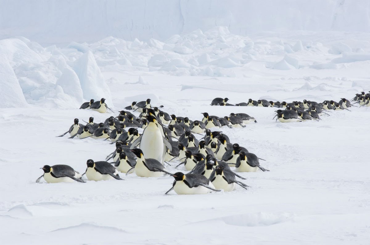 Οι πιγκουίνοι επιστρέφουν στο Ταξίδι του Αυτοκράτορα
